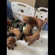 Cockapoo - Both