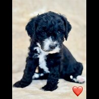 Cockapoo - Both
