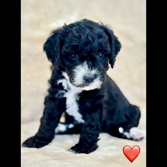 Cockapoo - Both