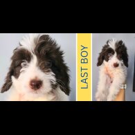 Cockapoo - Both