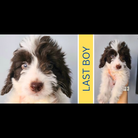 Cockapoo - Both