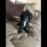 Cockapoo - Both