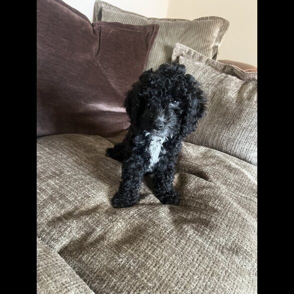 Cockapoo - Both