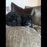 Cockapoo - Both