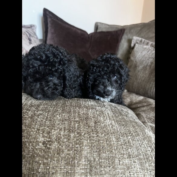 Cockapoo - Both