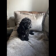 Cockapoo - Both
