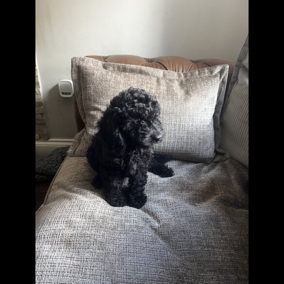 Cockapoo - Both