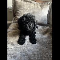 Cockapoo - Both