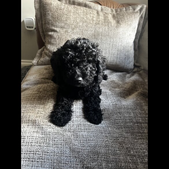 Cockapoo - Both