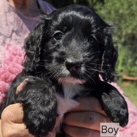 Cockapoo - Both