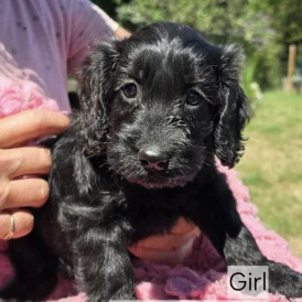 Cockapoo - Both