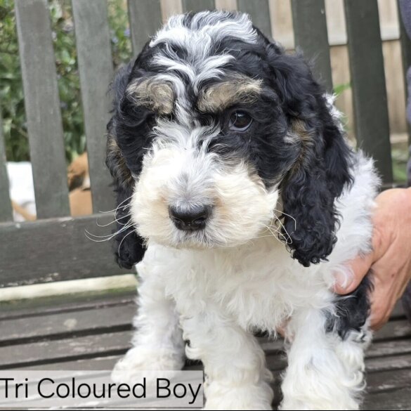 Cockapoo - Both