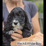 Cockapoo - Both