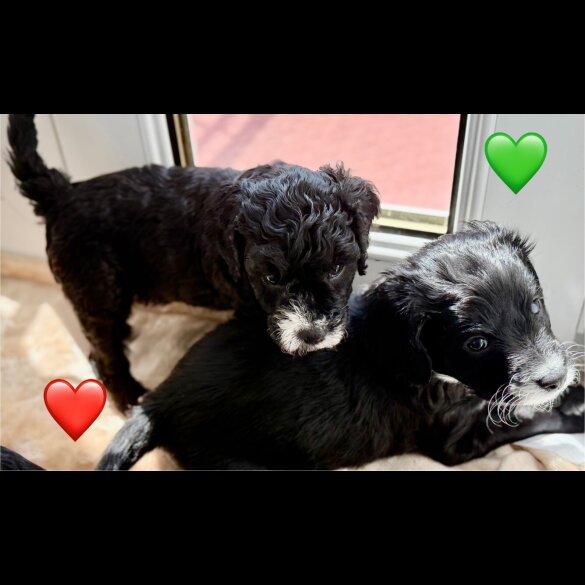Cockapoo - Both