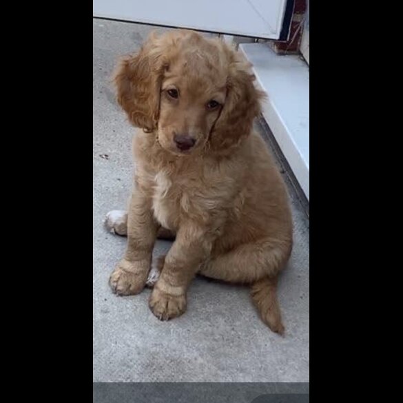 Cockapoo - Both