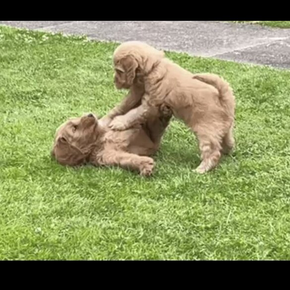 Cockapoo - Both
