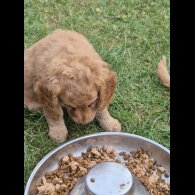 Cockapoo - Both