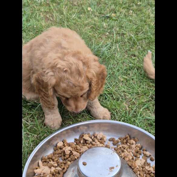 Cockapoo - Both