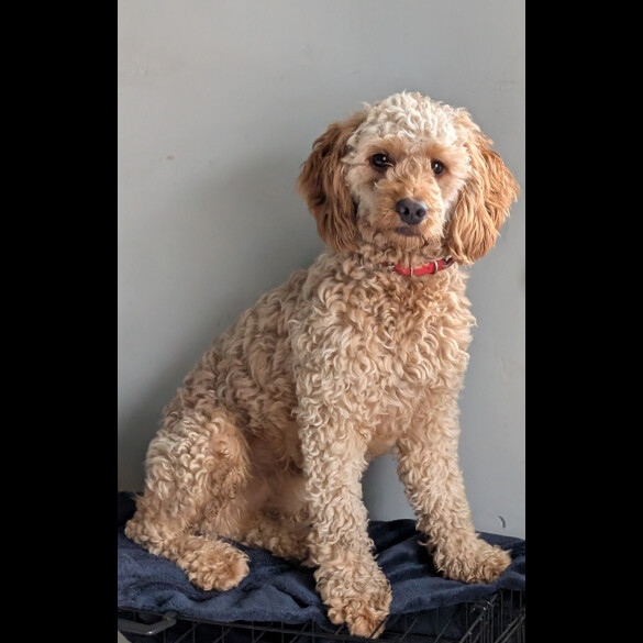 Cockapoo - Dogs