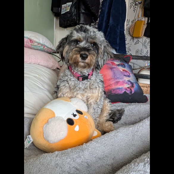 Cockapoo - Dogs