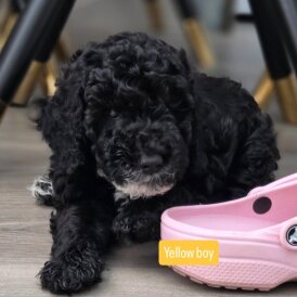 Cockapoo - Dogs