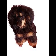 Cockapoo - Dogs