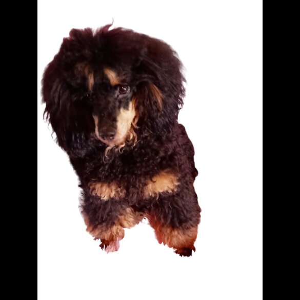 Cockapoo - Dogs