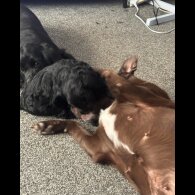 Cockapoo - Dogs