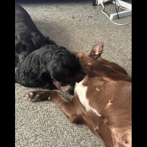 Cockapoo - Dogs
