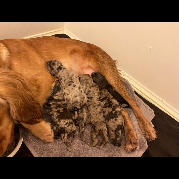 Cockapoo - Both
