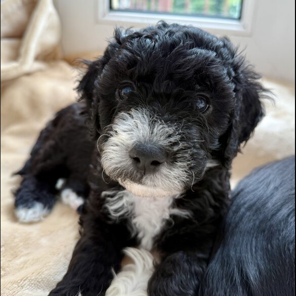 Cockapoo - Both
