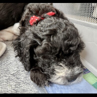 Cockapoo - Both
