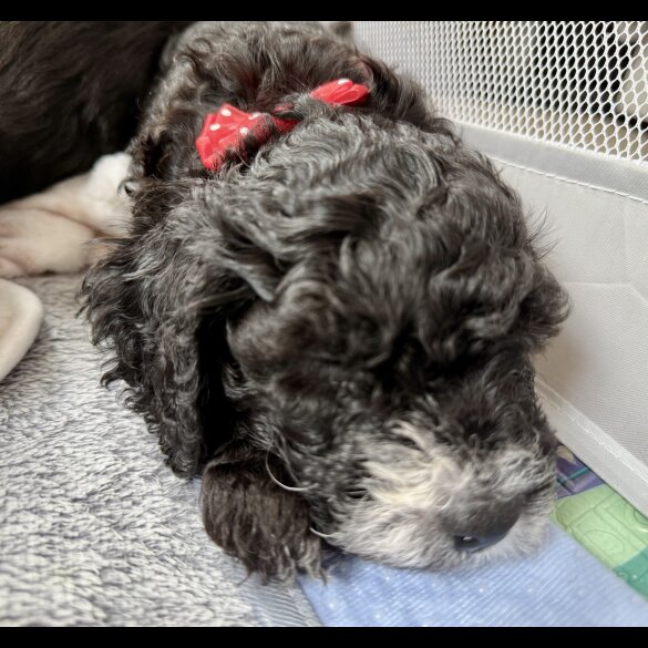Cockapoo - Both
