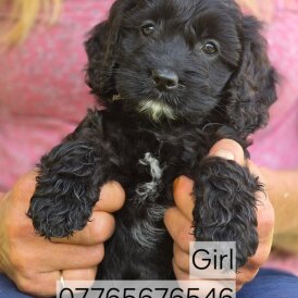 Cockapoo - Both