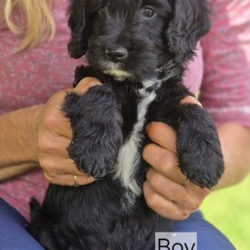 Cockapoo - Both