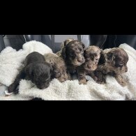 Cockapoo - Both