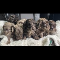 Cockapoo - Both