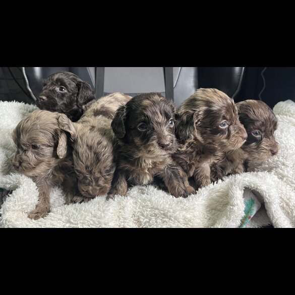 Cockapoo - Both