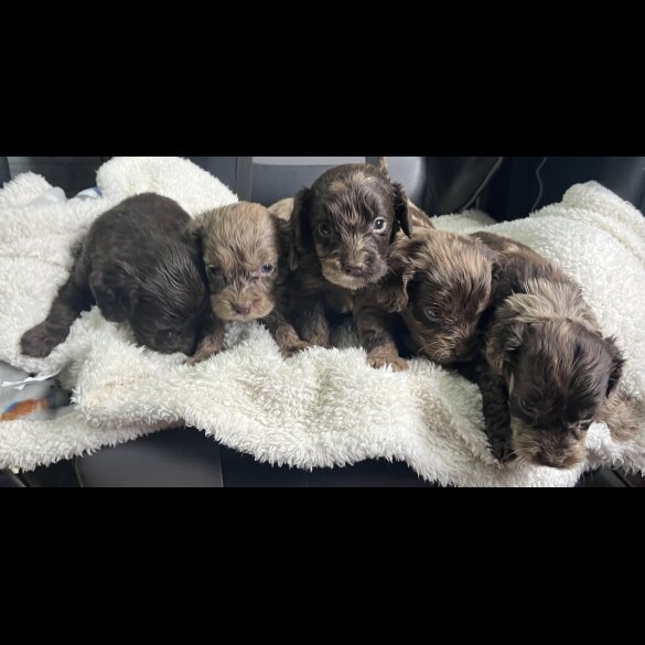 Cockapoo - Both