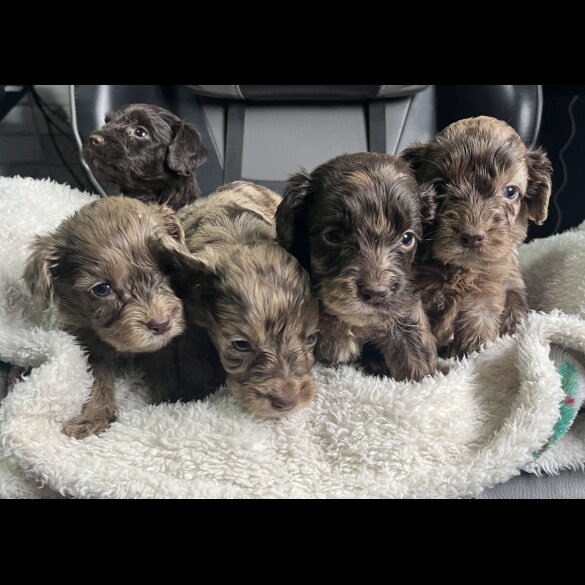 Cockapoo - Both