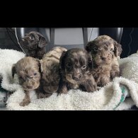 Cockapoo - Both