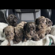 Cockapoo - Both