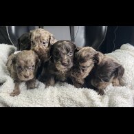 Cockapoo - Both