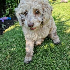 Cockapoo - Both