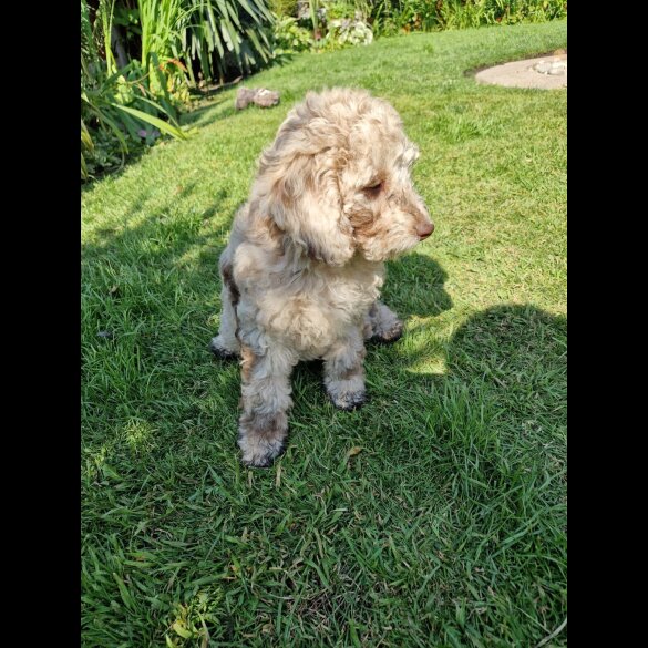 Cockapoo - Both