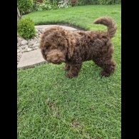 Cockapoo - Both