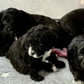 Cockapoo - Both