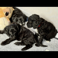 Cockapoo - Both