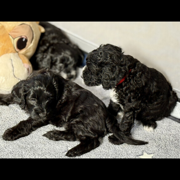 Cockapoo - Both