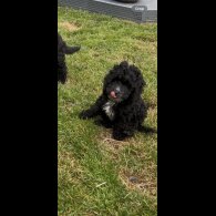 Cockapoo - Bitches